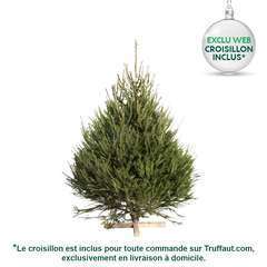 Sapin Picea excelsa : H.150/175 cm, coupÃ©