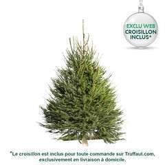 Sapin Picea excelsa : H.200/250 cm, coupÃ©