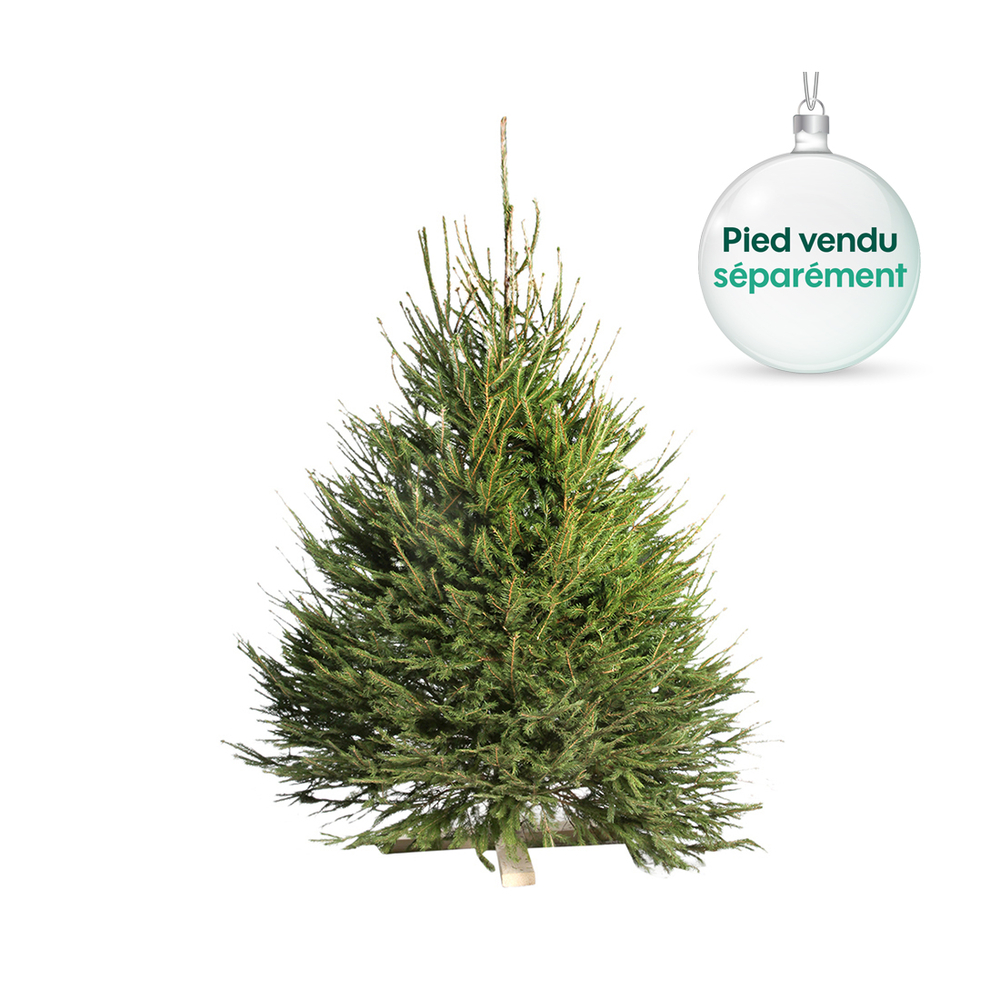 Sapin Picea excelsa : H.200/250 cm, coupÃ©