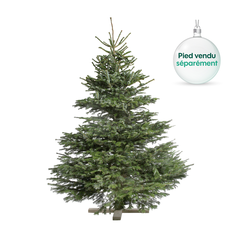 Sapin naturel Abies nordmann 200/250 cm coupÃ©