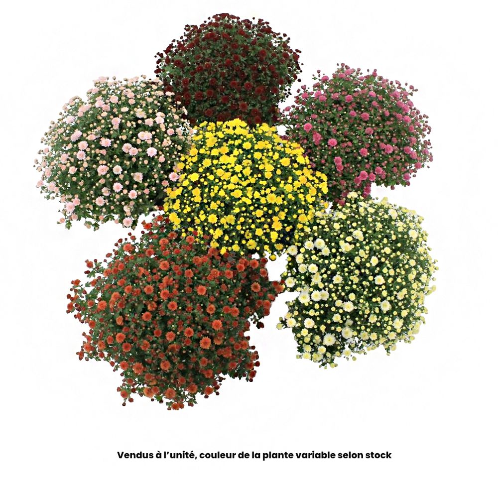 ChrysanthÃšme pompon : pot D17cm