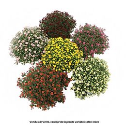 ChrysanthÚme pompon : pot D17cm