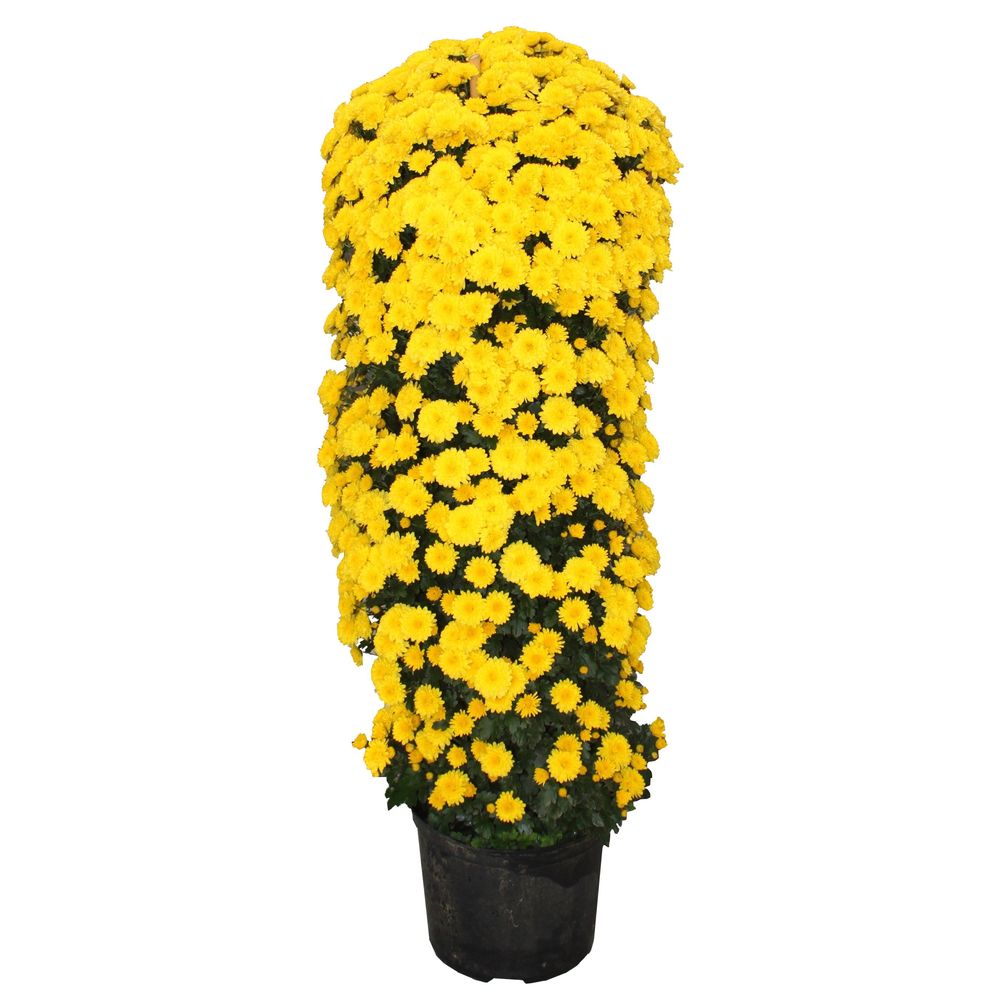 Chrysanthème pyramide - Pot D 21cm- Hauteur 110 cm
