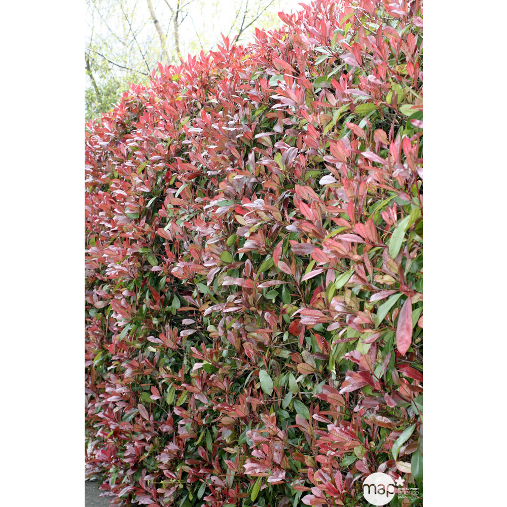 Photinia x fraseri ' Red Robin ' : ctr 2 litres