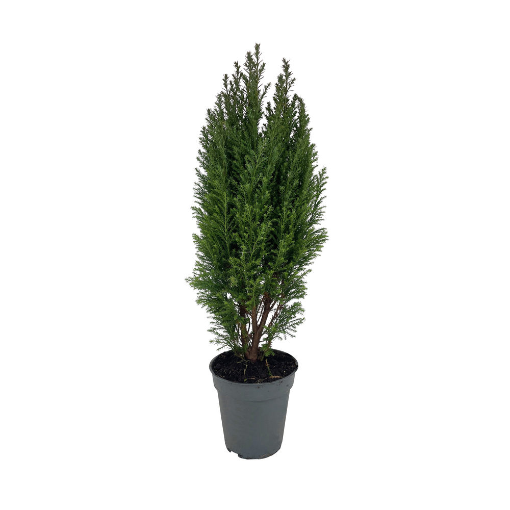Chamaecyparis Lawsoniana Ellwoodii : pot d.13cm