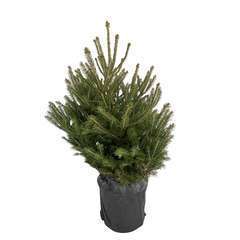 Sapin de Noël naturel Picea excelsa : 80/100 cm - C.10 litres en pot