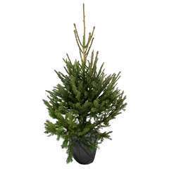 Sapin de Noël naturel Picea excelsa : 100/125 cm - C.10 litres en pot