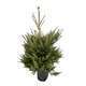 Sapin de Noël naturel Picea excelsa : 125/150 cm - C.10 litres en pot