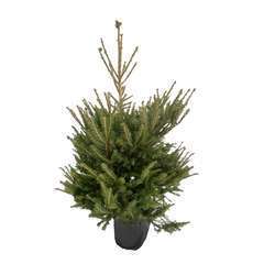Sapin de Noël naturel Picea excelsa : 125/150 cm - C.10 litres en pot
