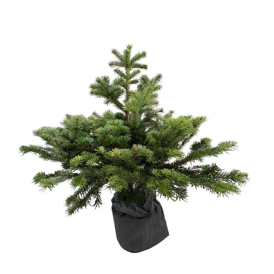 Sapin naturel Nordmann 80/100 cm, en pot