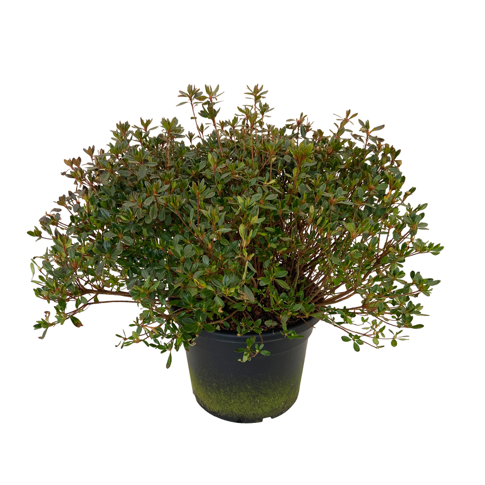 Azalea japonica: pot 25L