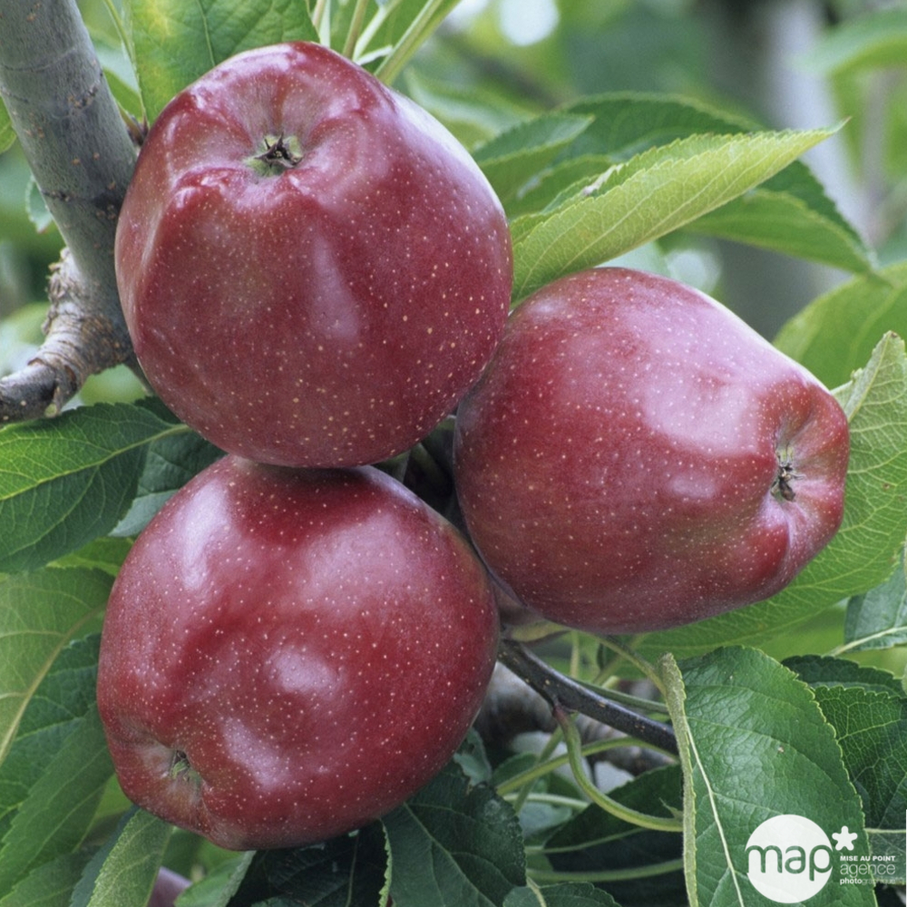 Pommier Varié : prêt à planter cordon double 2 bras 0,4