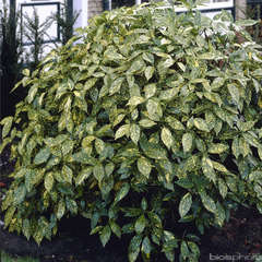 Aucuba japonica ' Crotonifolia ': H 50/60 cm C 7 L (vert tâche jaune)