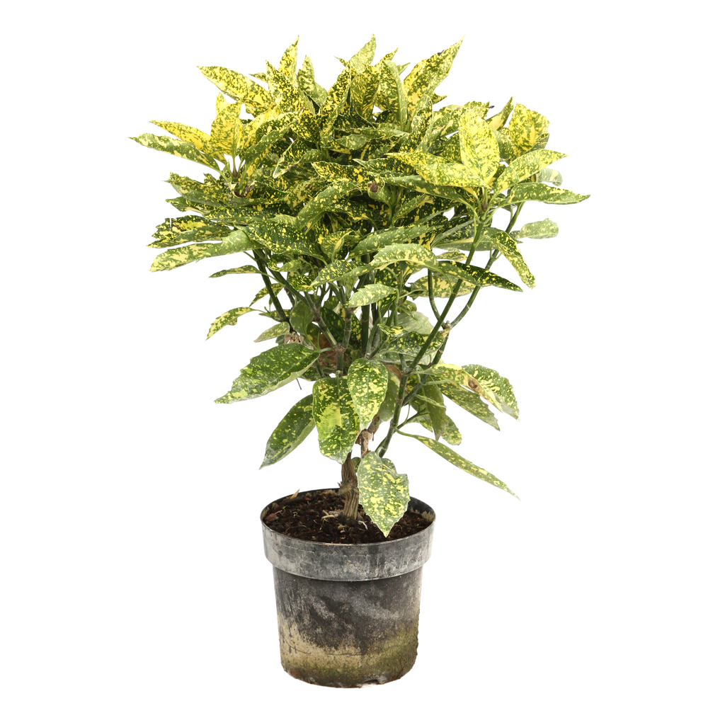 Aucuba japonica ' Crotonifolia ': H 50/60 cm C 7 L (vert tâche jaune)