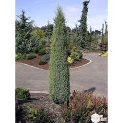 Juniperus Communis Compressa : H. 30/40 cm pot 3L