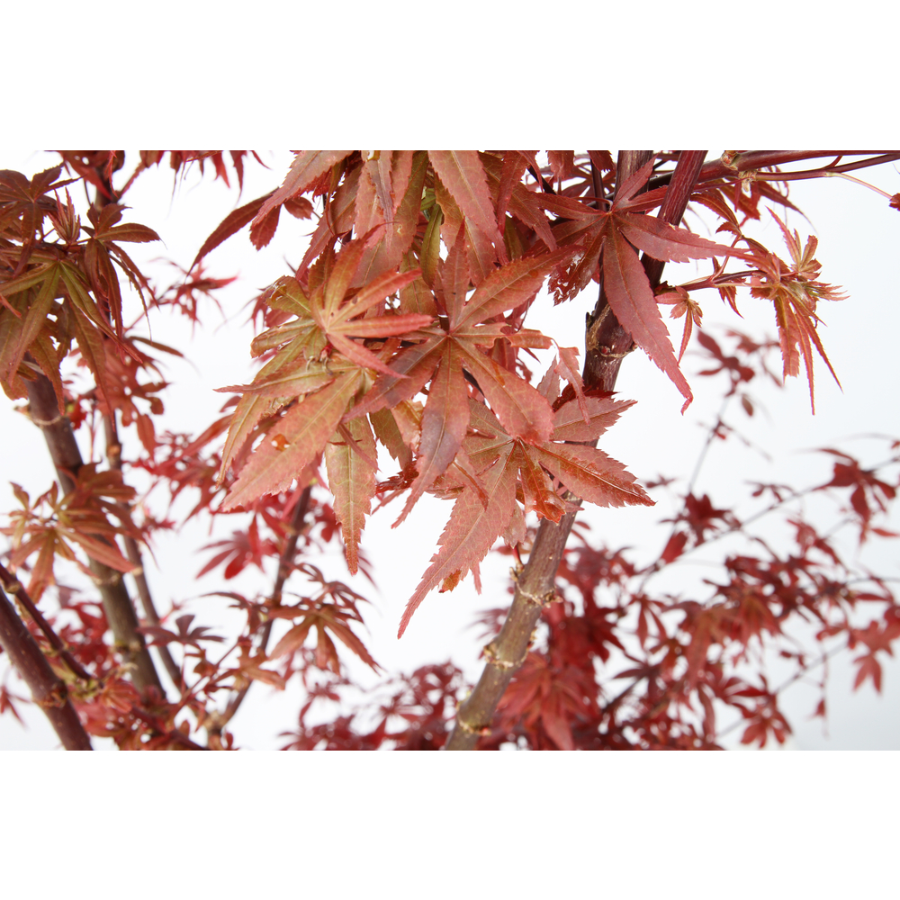 Acer palmatum TRUFFAUT : H 100/125cm, greffé C15L - Variétés variables