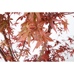 Acer palmatum TRUFFAUT : H 100/125cm, greffé C15L - Variétés variables