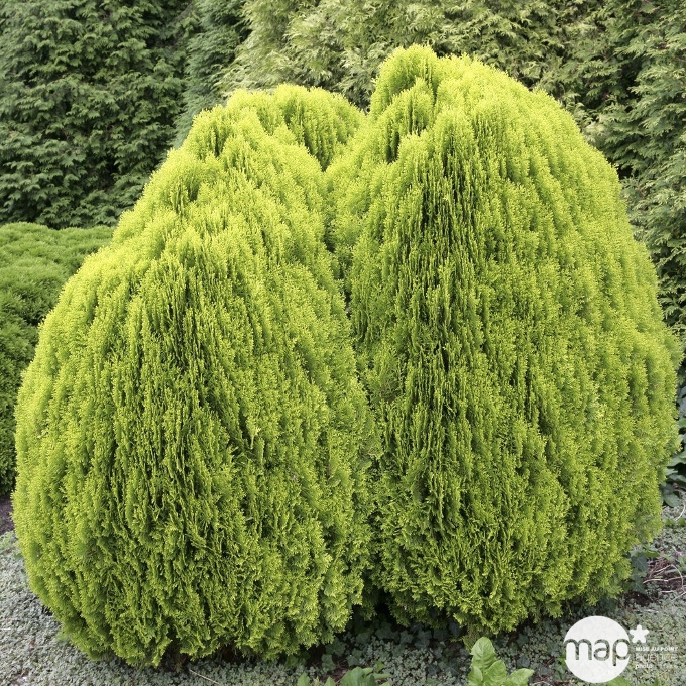Thuya orientalis Aurea Nana, H : 30/40 cm, ctr 4L