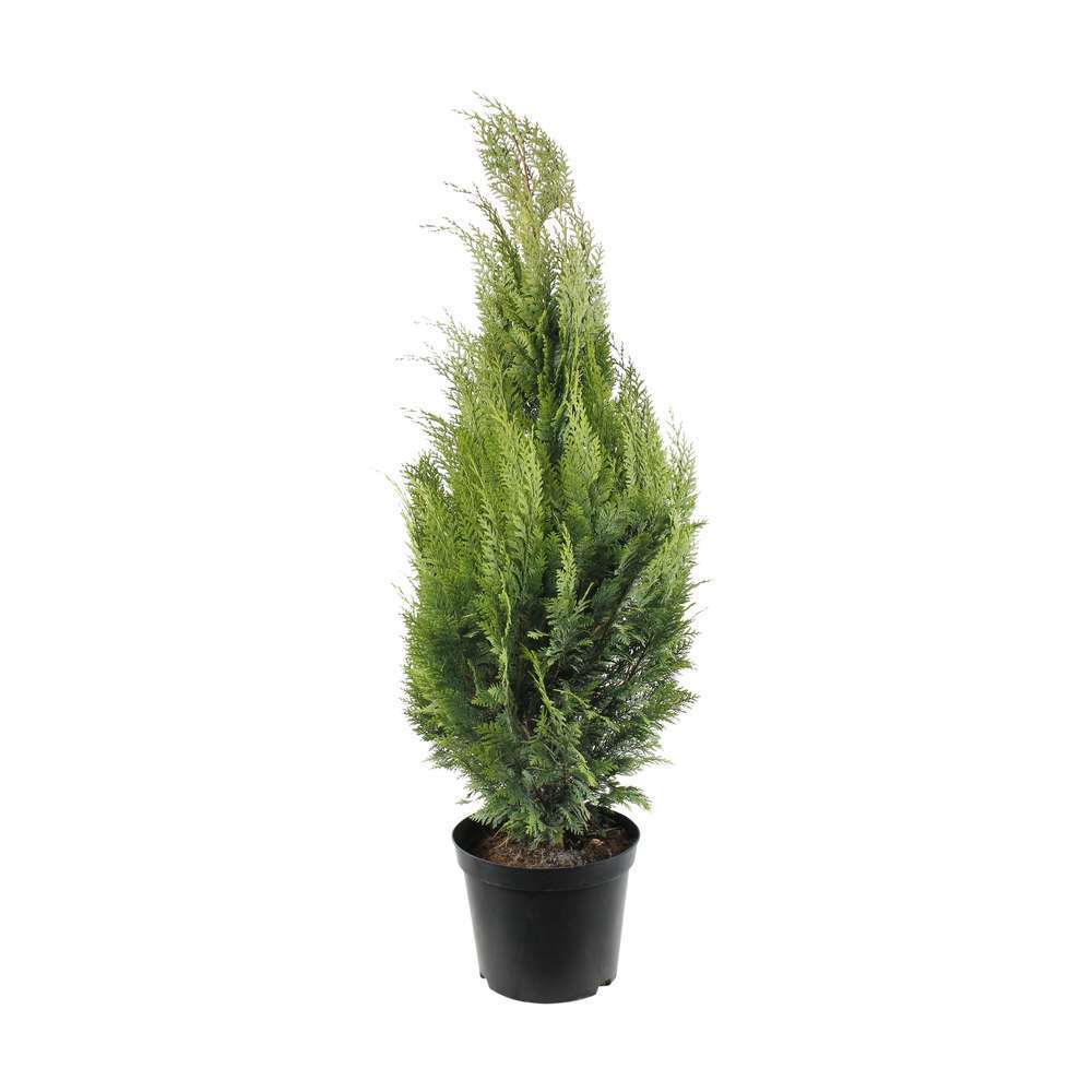 Chamaecyparis Lawsoniana Allumii Gold : 100/125 cm pot 4L