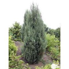 Juniperus Virginiana  Blue Arrow H150/175 cm ctr 18L