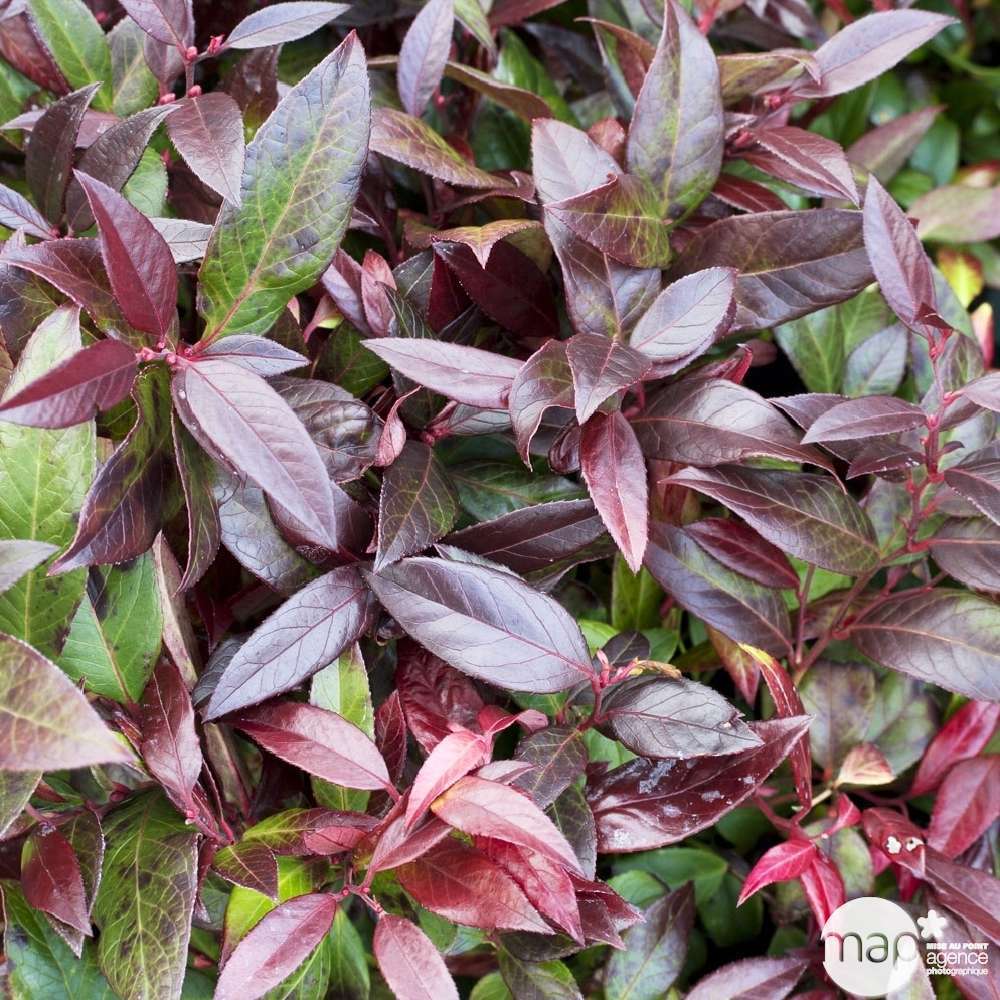 Leucothoe walteri ' Red Lips'®: H 30/40 cm conteneur 5 litres