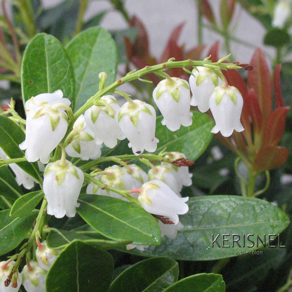 Pieris Japonica : pot 7L, H40/50cm