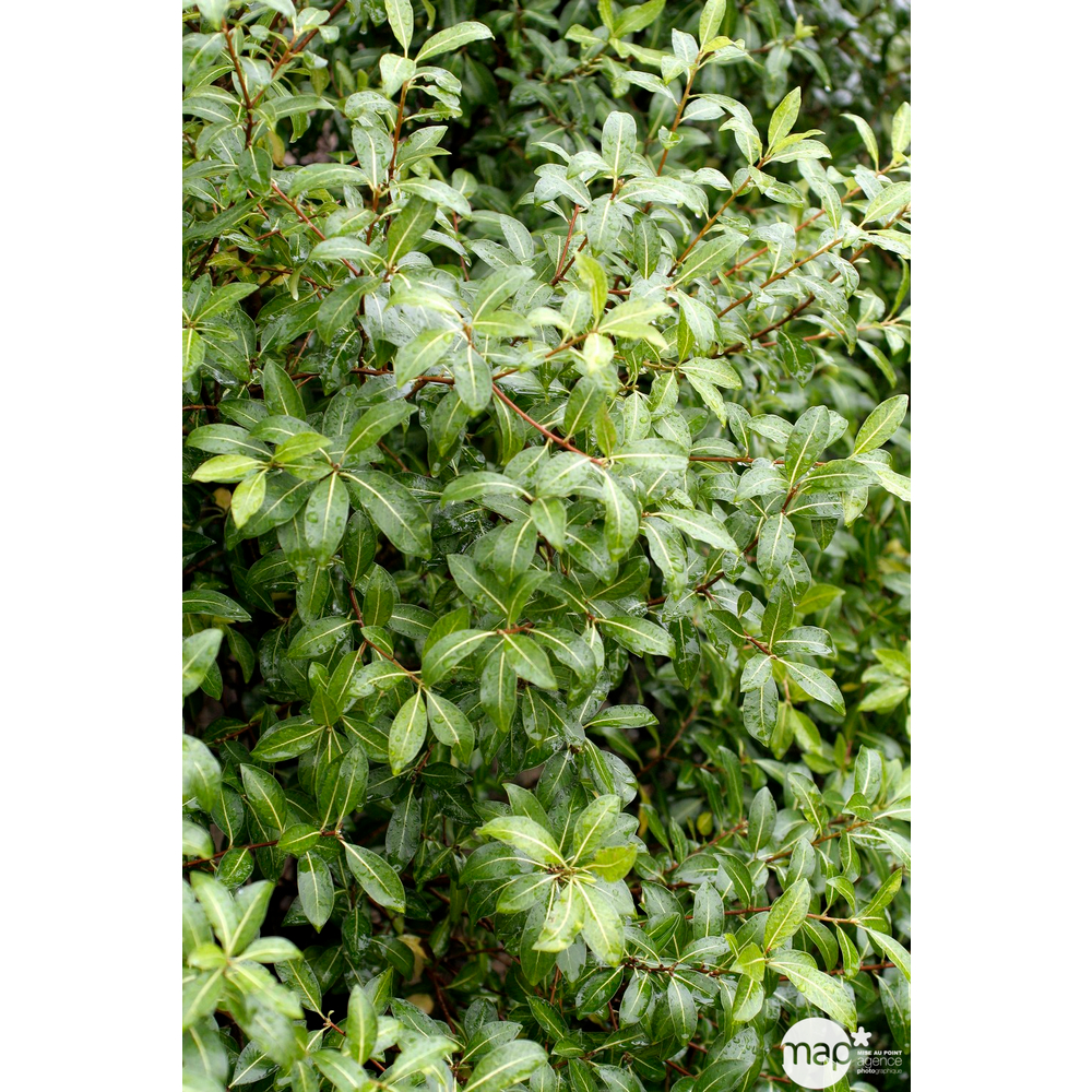 Pittosporum Tenuifolium : ctr 7 litres