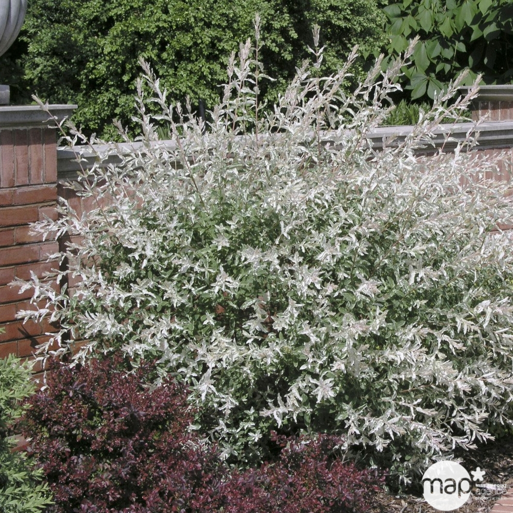 Saule Crevette 'Hakuro-Nishiki' En Pot 3-4 Litres - Arbuste Décoratif Aux Pousses Roses Et Feuillage Panaché