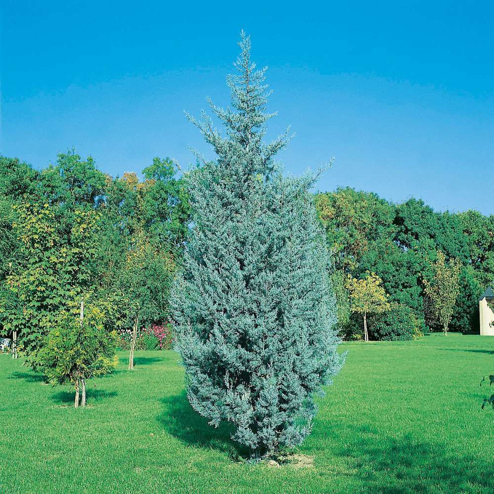 Cupressus Arizonica Fastigiata : H. 150/175cm, pot 15L