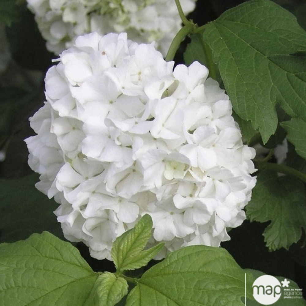 Viburnum opulus ' Roseum ' : H 80/100 cm ctr 10 litres