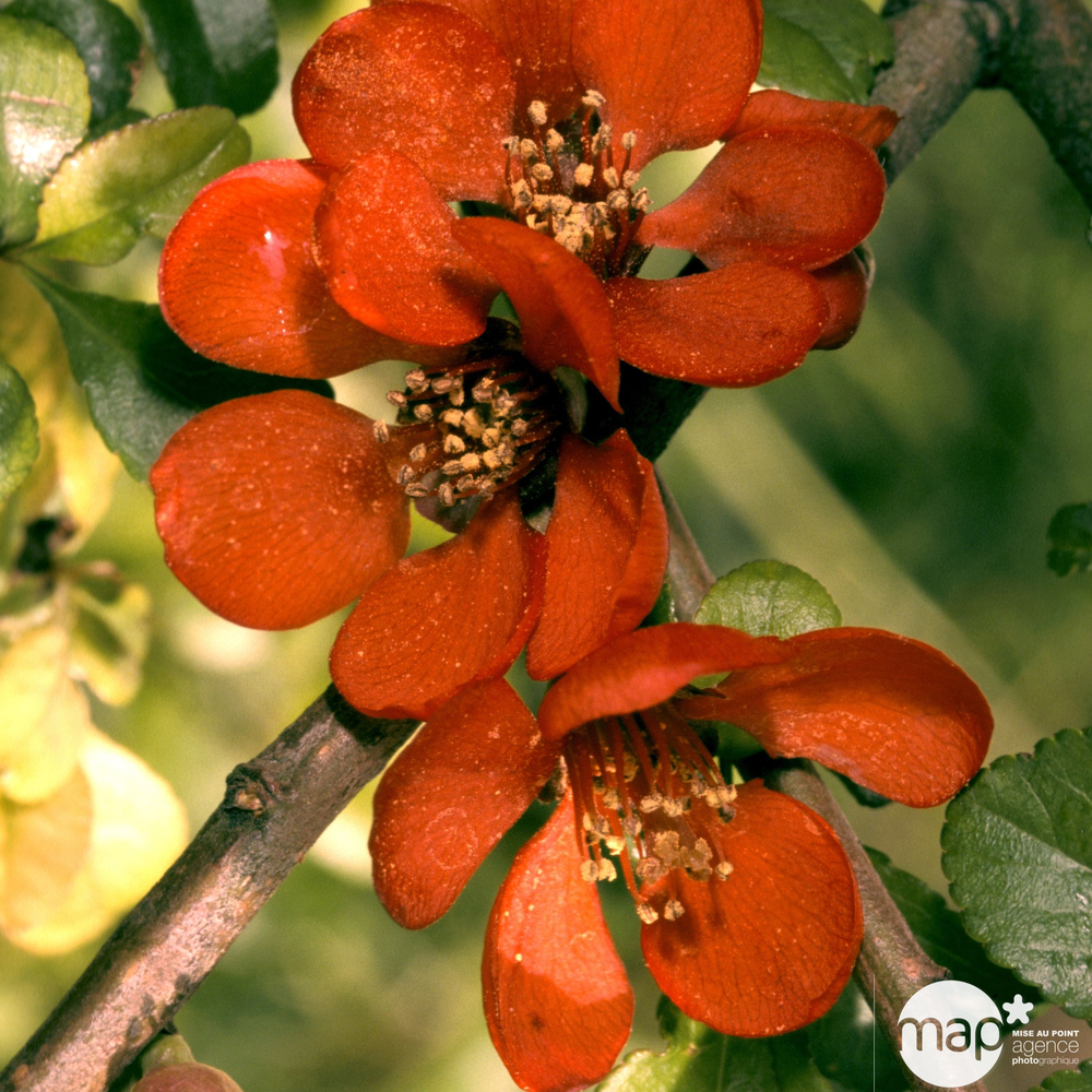 Chaenomeles japonica : H 60/80 cm : ctr 4 litres