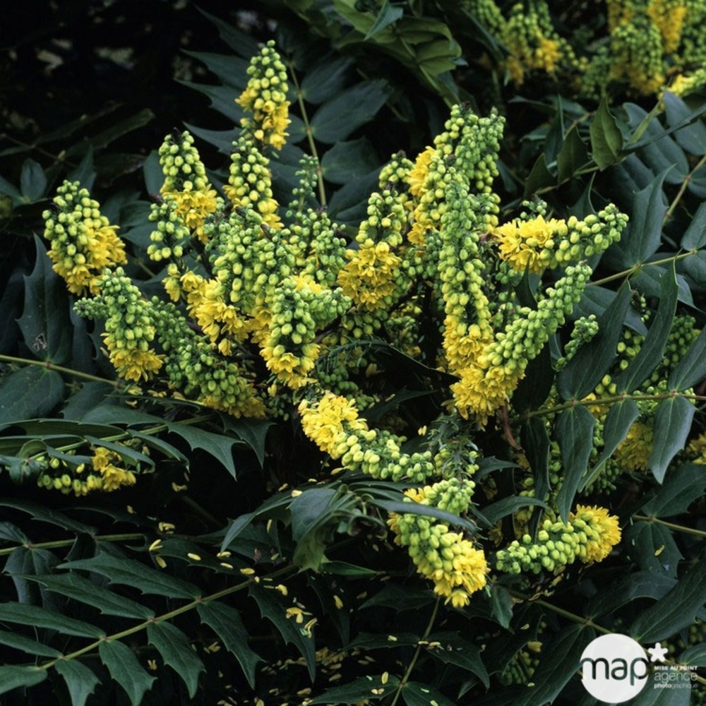 Mahonia japonica : H 40/60 cm ctr 4 litres