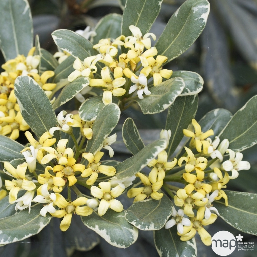 Pittosporum variegatum : ctr 2 litres
