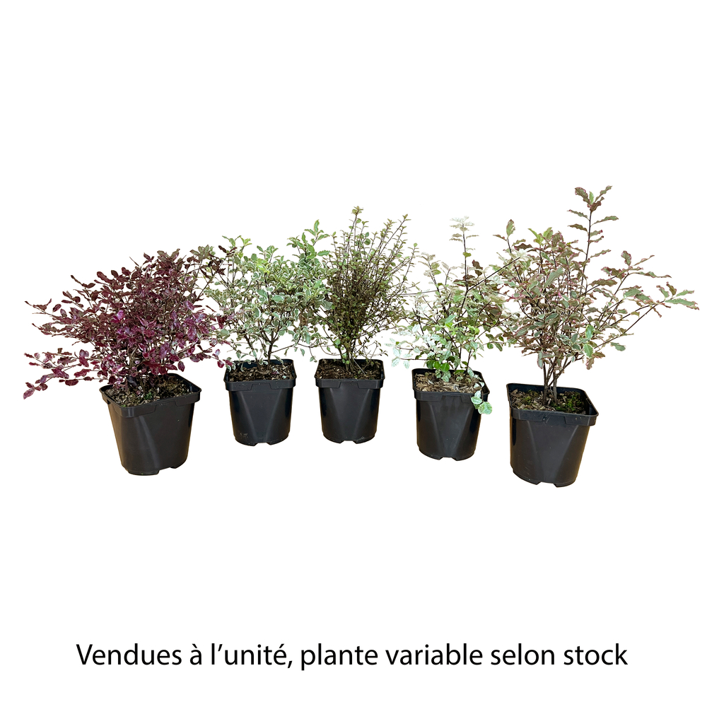 Pittosporum variegatum : ctr 2 litres