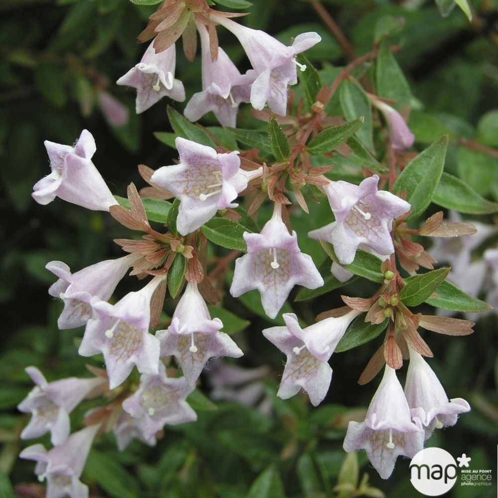 Abelia x grandiflora ' Edward Goucher ' : ctr 3 litres