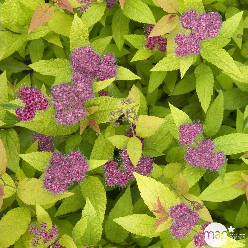 Spiraea japonica ' Goldflame ' : H 30/40 cm ctr 3 litres