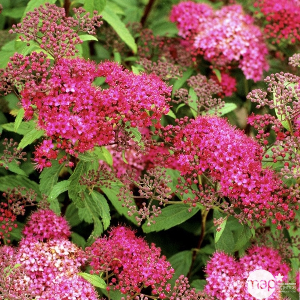 Spiraea japonica ' Anthony Waterer ' : H 40/60 cm ctr 7 litres