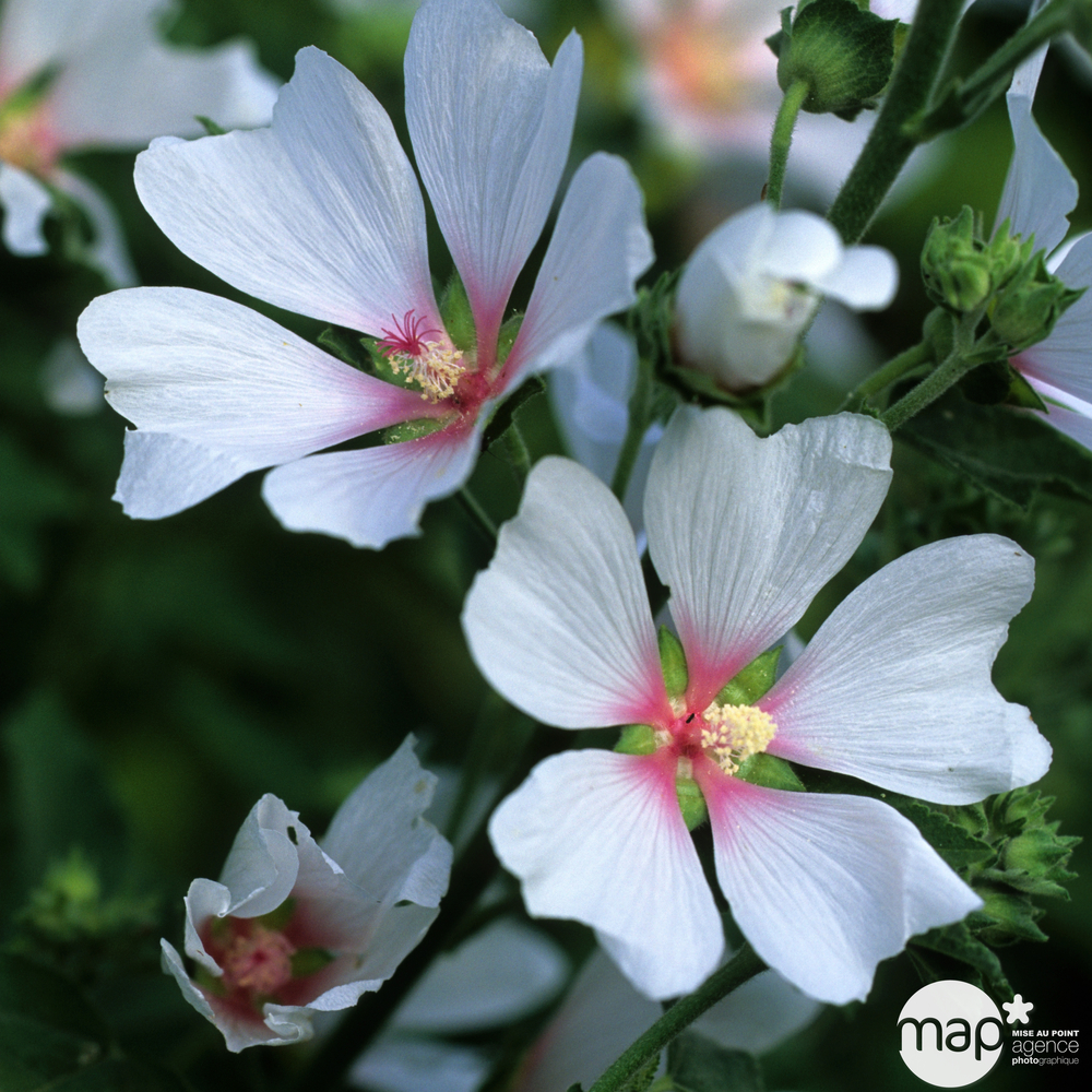 LAVATERA C 3L TOUFFE-(26954)