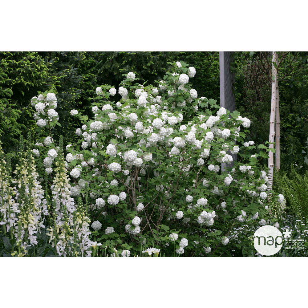 Viburnum opulus ' Roseum ' : H 60/80 cm ctr 3 litres