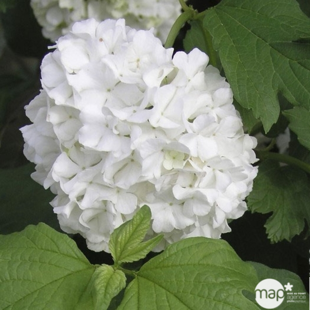 Viburnum opulus ' Roseum ' : H 80/100 cm ctr 7 litres