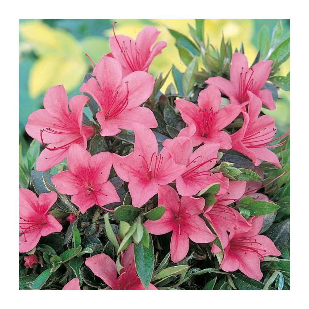Azalea japonica 'Nakaharae' : H 25/30 cm, ctr 3 L