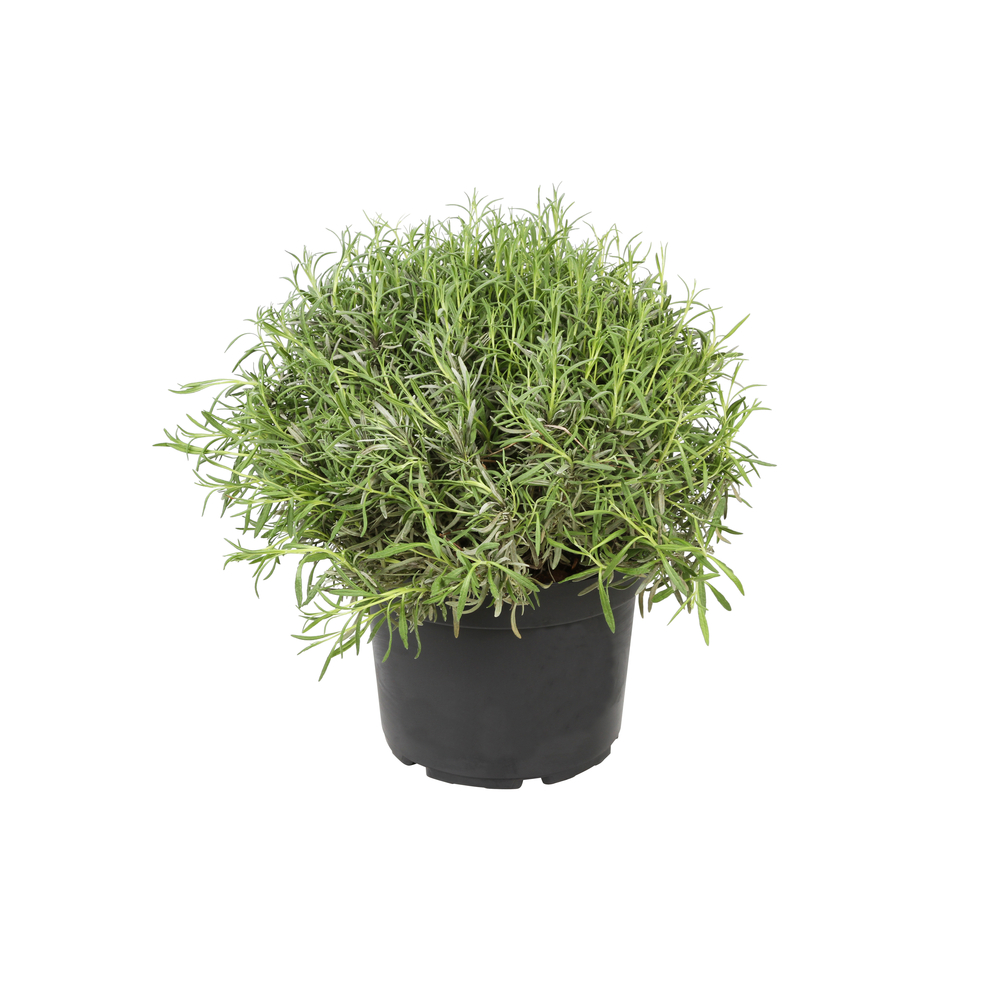 Lavandula angustifolia : H. 40/50 ctr 7/10 litres - Coloris variables