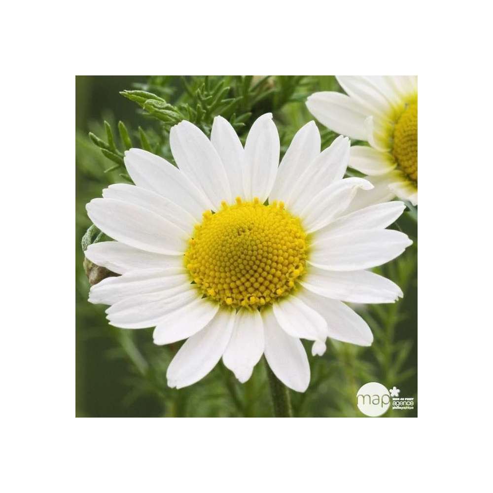 Plant de camomille Romaine : pot de 1 litre