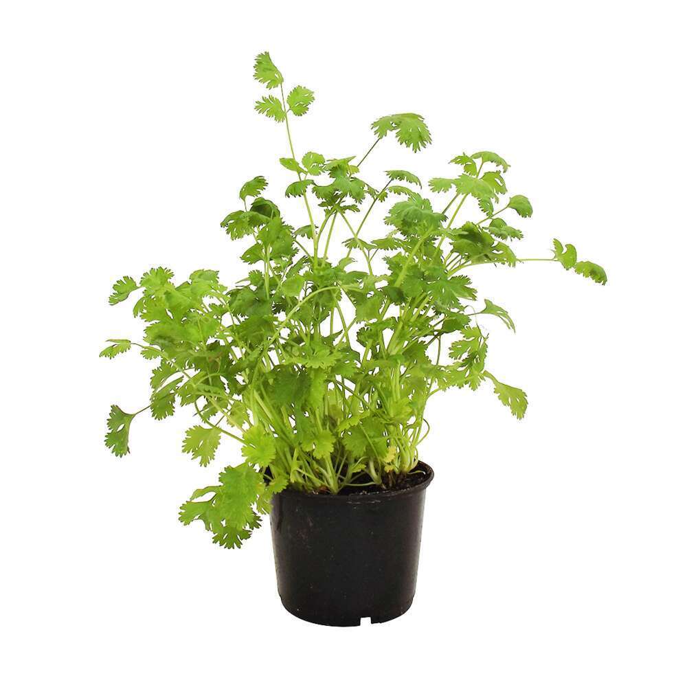 Plant De Coriandre Pot De 1 Litre Truffaut