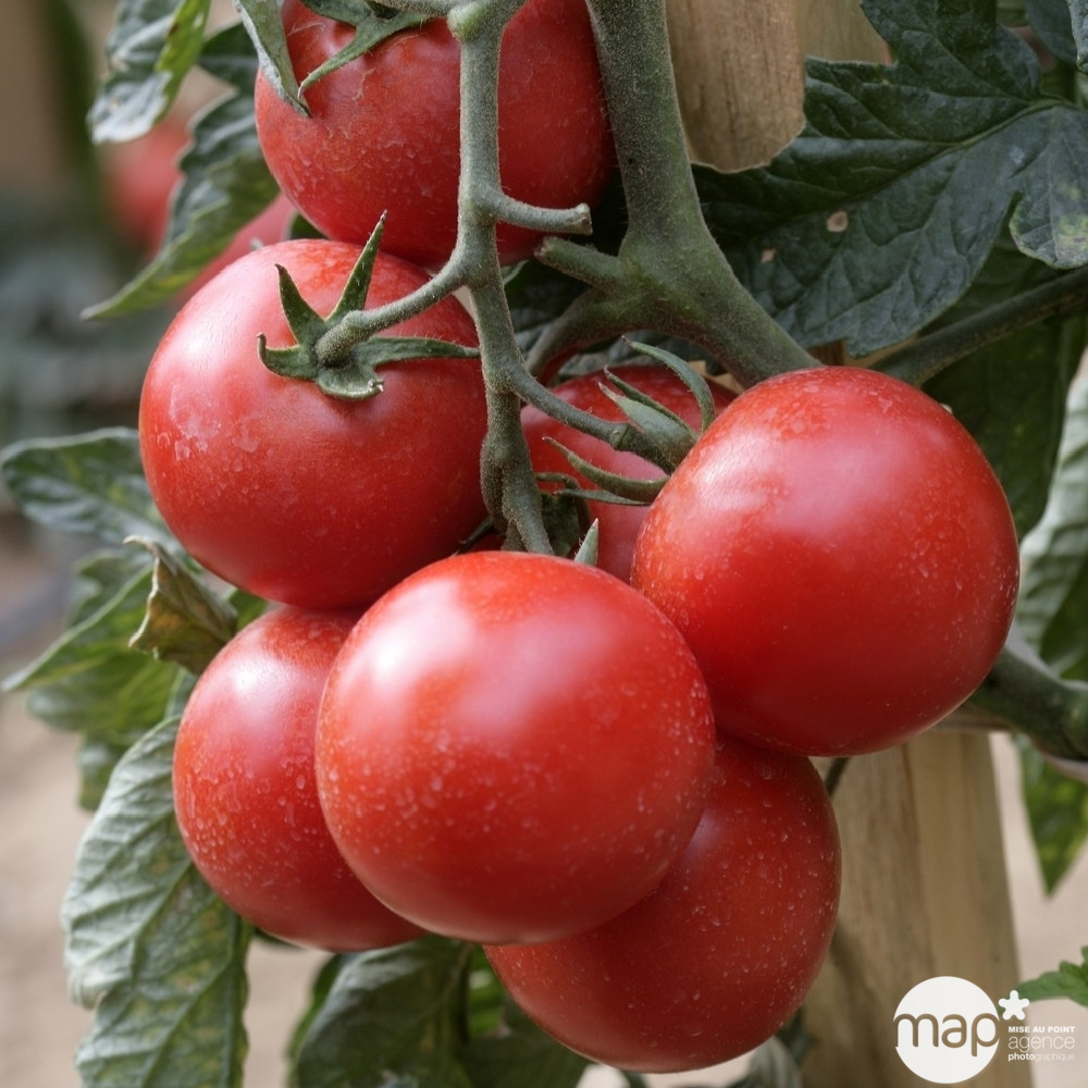 Plants de tomates grappe 'Premio' F1 : barquette de 6 plants