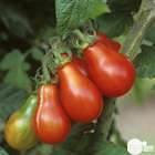Plant de tomate 'Poire Red Pear' : pot de 0,5 litre