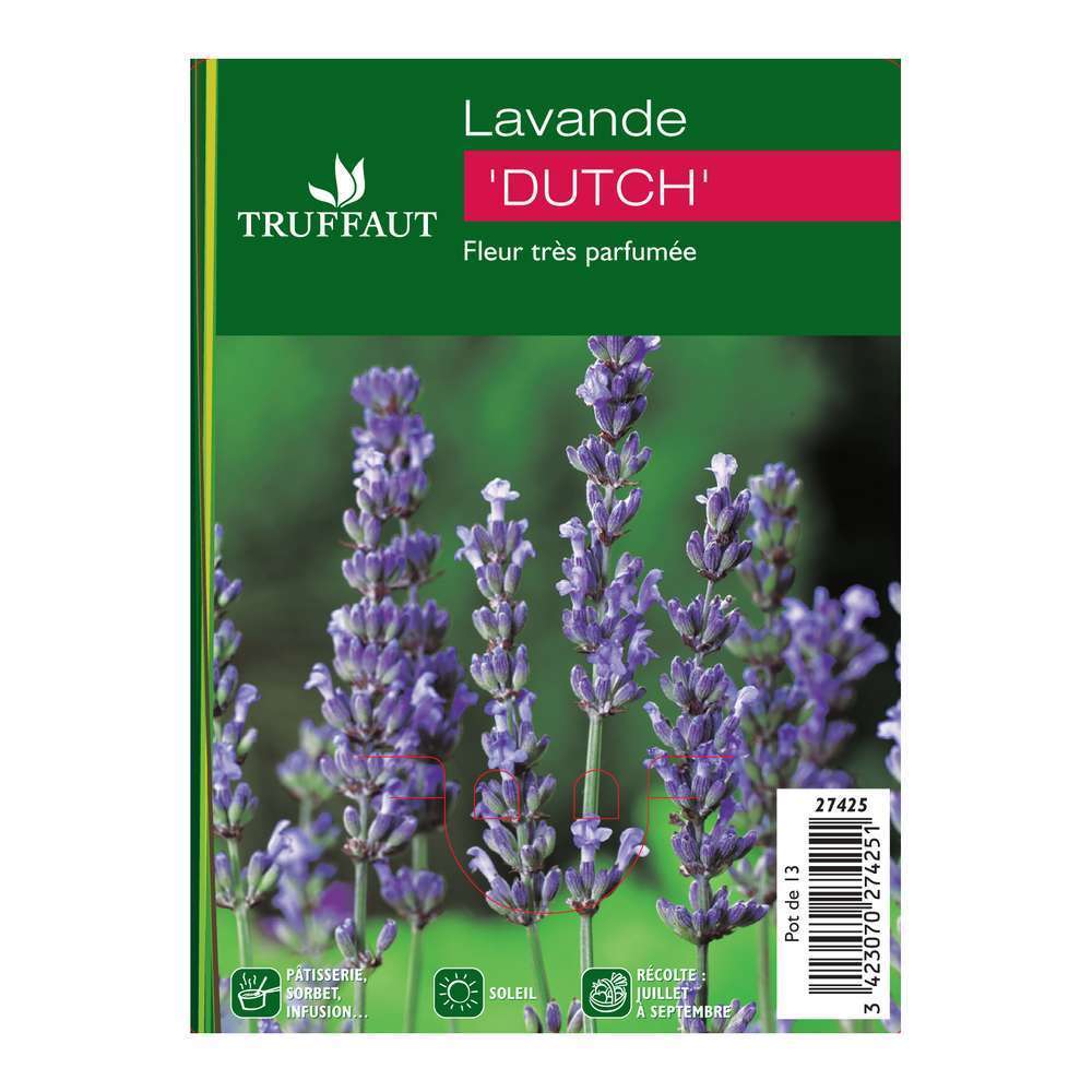 Plant de lavande 'Dutch' : pot 1 litre