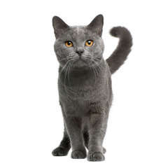 Chartreux : d'apparence