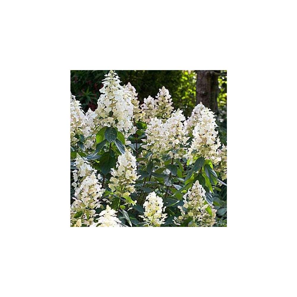 Hydrangea paniculata, ctr 7 L