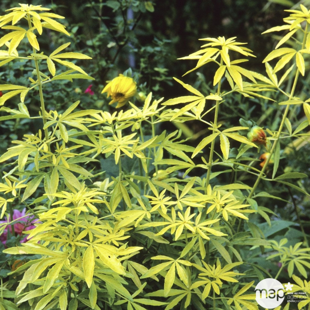 Choisya ternata ' Goldfinger ': H. 30/40 cm : ctr 3L (feuillage doré)